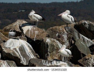 Pelicans Twofold Bay New South Wales Australia