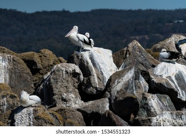 Pelicans Twofold Bay New South Wales Australia