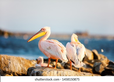 Pelicans At Walvis Bay Namibia