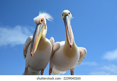 Pelicans in Walvis Bay - Namibia