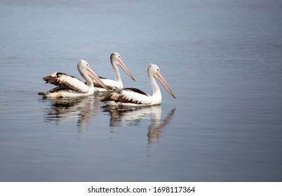 Pelicans At Wilson Inlet, Denmark, Western Australia