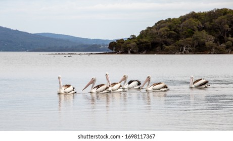 Pelicans At Wilson Inlet, Denmark, Western Australia