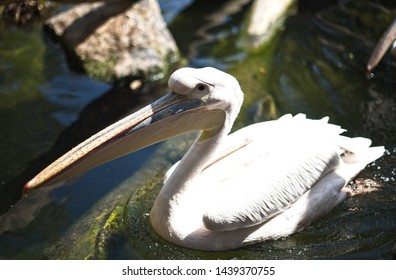 Pelikan swimming in pond close up