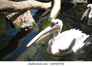 Pelikan swimming in pond close up