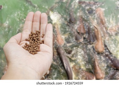 Pellets Feed The Fish On Hand With Blurred Background Of A Large Group Of Fish In The Pond, Healthy Food, And Nutrition For Animal Aquaculture.