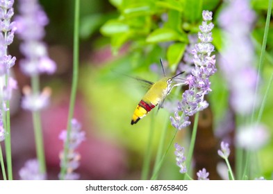 Pellucid Hawk Moth