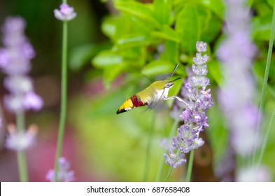 Pellucid Hawk Moth