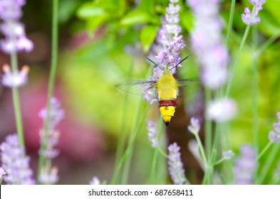 Pellucid Hawk Moth