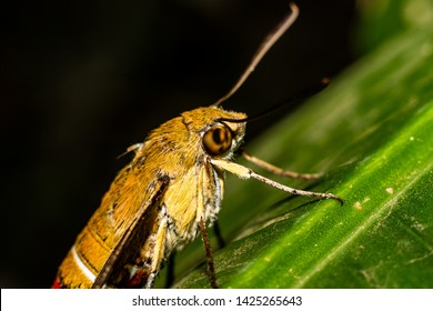 Pellucid Hawk Moth In Close Up View