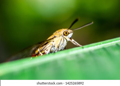 Pellucid Hawk Moth In Close Up View