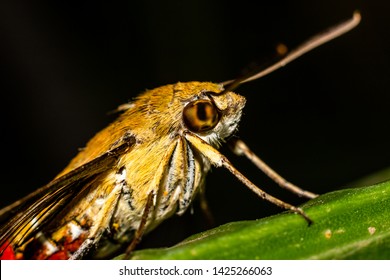 Pellucid Hawk Moth In Close Up View