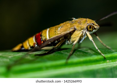 Pellucid Hawk Moth In Close Up View