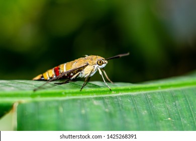 Pellucid Hawk Moth In Close Up View