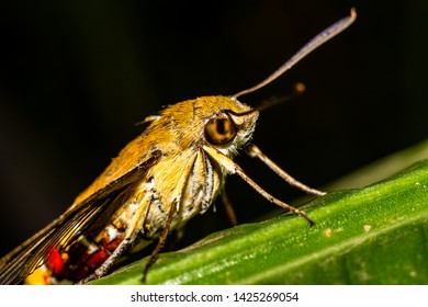 Pellucid Hawk Moth In Close Up View