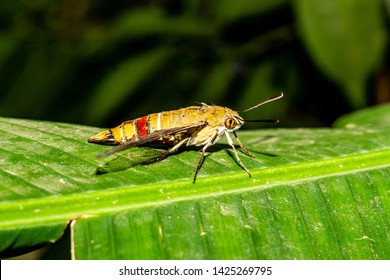 Pellucid Hawk Moth In Close Up View