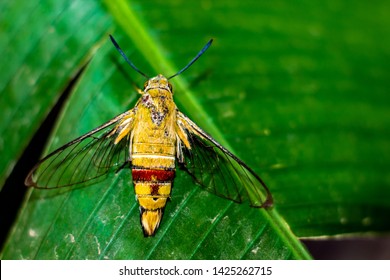 Pellucid Hawk Moth In Macro