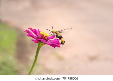 Pellucid Hawk Moth On Pink Flower