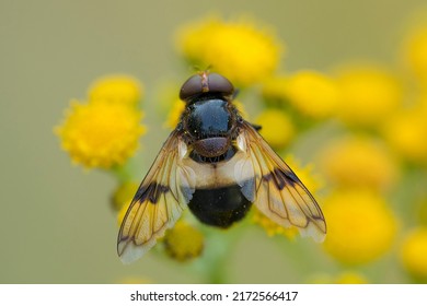 pellucid hoverfly