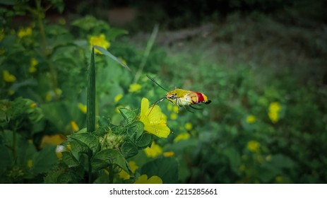 Pellucide Hawk Moth Flying In The Air.