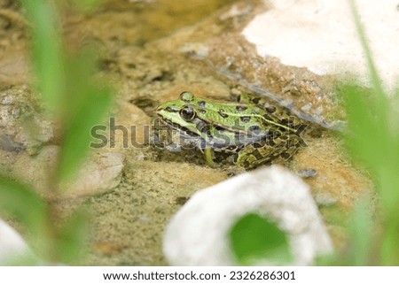 Pelophylax green edible frog in the water