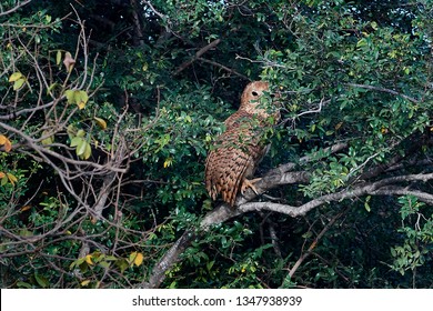 Pels Fishing Owl In Its Natural Habitat In Senegal