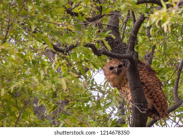 Pels Fishing Owl Perched High Up In Tree In Botswana.