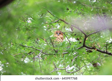 Pel's Fishing Owl (Scotopelia Peli) In Zambia