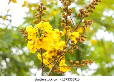 Peltophorum Pterocarpum Or Soga Tree 