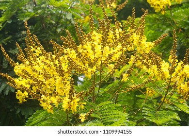 Peltophorum Pterocarpum Yellow Flower