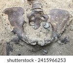 Pelvis of an18th-19th century human skeleton showing buttons left from the clothing.
