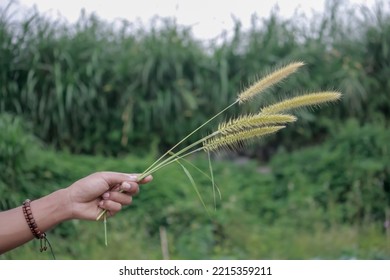 Pemalang, Indonesia, October 17, 2022 - Seen A Hand Holding A Weed.