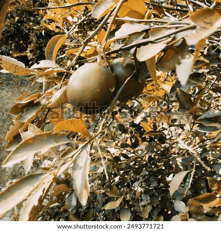 Similar – Kleine Blüten von Arbutus unedo in der Natur