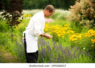 Pemberton British Columbia, Canada - July 30th, 2011:  A Chef Picks Fresh Herbs From A Farm Herb Garden.