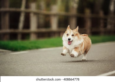 Pembroke Corgi Dog on the walk. Dog outdoor. Cute dog - Shutterstock ID 408864778
