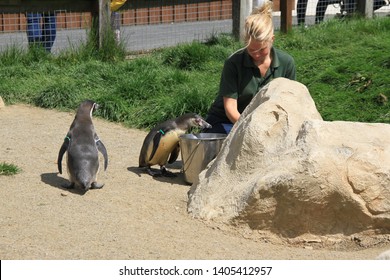 Pembroke Uk May 19 2019 Female Blonde Zoo Keeper Feeds Penguins Outside With Fish From A Bucket 