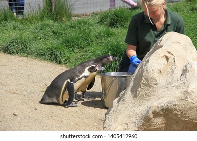 Pembroke Uk May 19 2019 Female Blonde Zoo Keeper Feeds Penguins Outside With Fish From A Bucket 