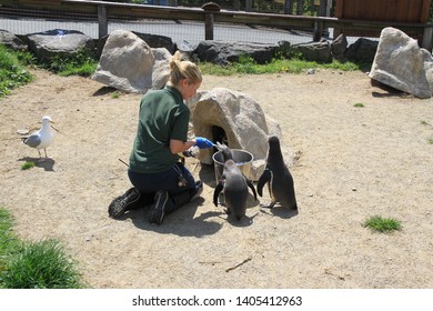 Pembroke Uk May 19 2019 Female Blonde Zoo Keeper Feeds Penguins Outside With Fish From A Bucket 