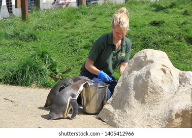 Pembroke Uk May 19 2019 Female Blonde Zoo Keeper Feeds Penguins Outside With Fish From A Bucket 