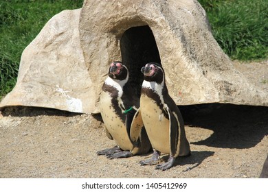 Pembroke Uk May 19 2019 Female Blonde Zoo Keeper Feeds Penguins Outside With Fish From A Bucket 