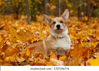 Pembroke Welsh Corgi Dog In Autumn Park