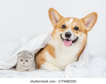 Pembroke welsh corgi dog and gray kitten sit together under warm blanket on a bed at home - Powered by Shutterstock