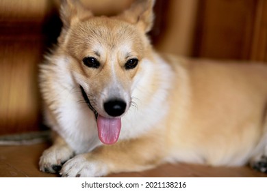 A Pembroke Welsh Corgi Dog Owned By Queen Elizabeth II Of Great Britain And Her Parents. Elizabeth II Was Fond Of Dogs Of This Breed Since Childhood.