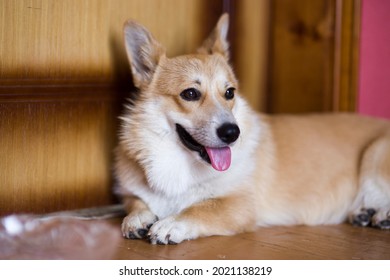 A Pembroke Welsh Corgi Dog Owned By Queen Elizabeth II Of Great Britain And Her Parents. Elizabeth II Was Fond Of Dogs Of This Breed Since Childhood.