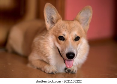 A Pembroke Welsh Corgi Dog Owned By Queen Elizabeth II Of Great Britain And Her Parents. Elizabeth II Was Fond Of Dogs Of This Breed Since Childhood.