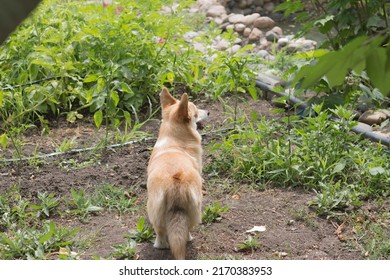 A Pembroke Welsh Corgi Dog Owned By Queen Elizabeth II Of Great Britain And Her Parents. Elizabeth II Was Fond Of Dogs Of This Breed Since Childhood.