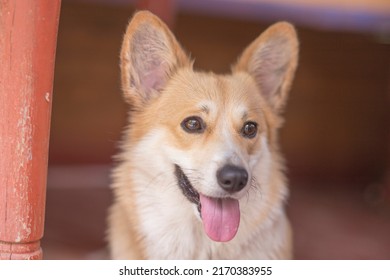 A Pembroke Welsh Corgi Dog Owned By Queen Elizabeth II Of Great Britain And Her Parents. Elizabeth II Was Fond Of Dogs Of This Breed Since Childhood.