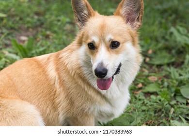 A Pembroke Welsh Corgi Dog Owned By Queen Elizabeth II Of Great Britain And Her Parents. Elizabeth II Was Fond Of Dogs Of This Breed Since Childhood.