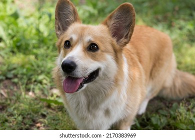 A Pembroke Welsh Corgi Dog Owned By Queen Elizabeth II Of Great Britain And Her Parents. Elizabeth II Was Fond Of Dogs Of This Breed Since Childhood.