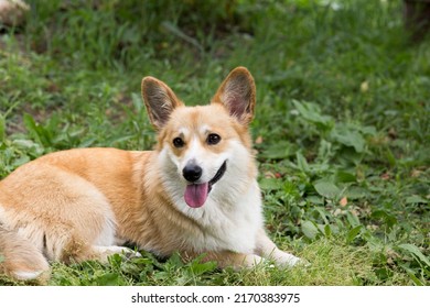 A Pembroke Welsh Corgi Dog Owned By Queen Elizabeth II Of Great Britain And Her Parents. Elizabeth II Was Fond Of Dogs Of This Breed Since Childhood.