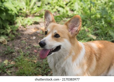 A Pembroke Welsh Corgi Dog Owned By Queen Elizabeth II Of Great Britain And Her Parents. Elizabeth II Was Fond Of Dogs Of This Breed Since Childhood.